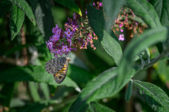 A walleye butterfly sitting on a purple cumulus flower.
