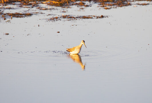 Lesser Yellowlegs - Tuttle Marsh - Huron National Forest - Iosco County Michigan