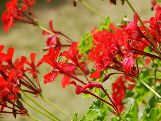 Piękne czerwone pelargonie
