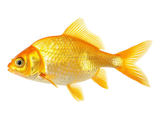 fish isolated on transparent background