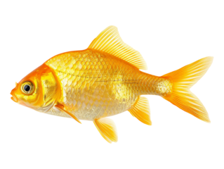 fish isolated on transparent background