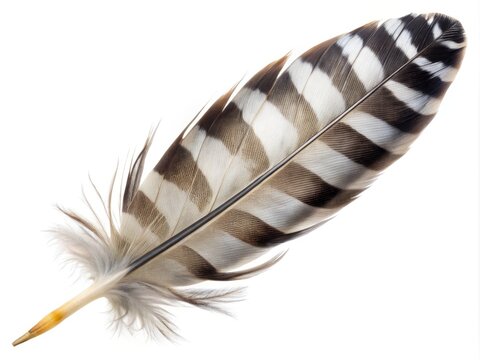 Northern Mockingbird Feather Isolated on White Background Showcasing Intricate Details and Colors