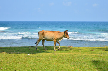 cow on the beach with beautiful background of the sea water