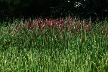 Cultivation and growth of rice. In Japan, where rice is the staple food, there has been a rice...
