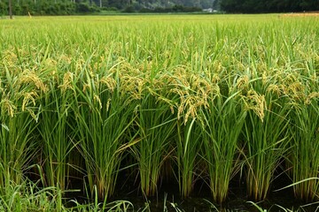 Cultivation and growth of rice. In Japan, where rice is the staple food, there has been a rice...