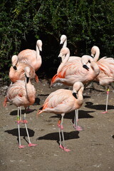 group of flamingos