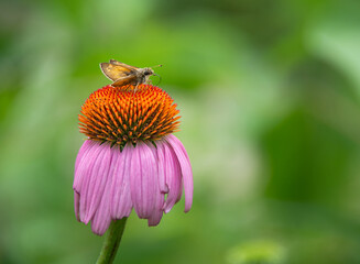 Skipper butterfly feeding on a purple coneflower in the summer garden. Natural green background with copy space.