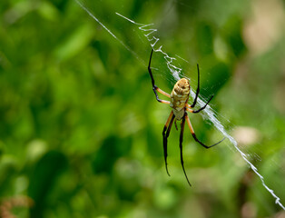Yellow Garden Spider (Argiope aurantia) in her zigzag pattern web. Natural green background. Closeup.