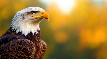 Fototapeta premium Majestic bald eagle with vibrant natural background, showcasing its powerful presence.