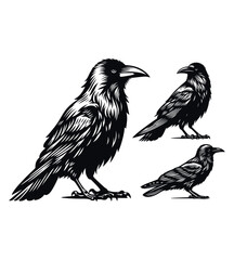 Crow silhouette vector illustrations