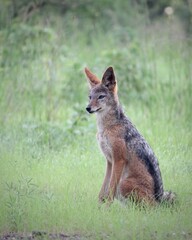black backed jackal
