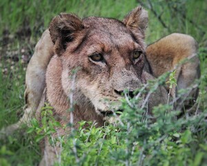 Fototapeta premium lioness in grass