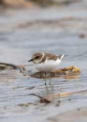 Kentish plover (Charadrius alexandrinus) foraging in riverbank. The Kentish Plover is a small, coastal bird with pale plumage, found along sandy shores, wetlands, and salt flats.