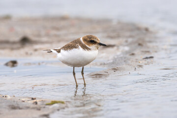 Kentish plover (Charadrius alexandrinus) foraging in riverbank. The Kentish Plover is a small,...