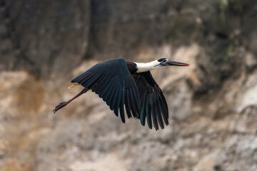 Asian Woolly-necked Stork in flight. This large wading bird with a distinctive white neck is found in wetlands and forests across Asia.
