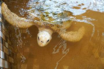 turtles that live in conservation because they are protected animals