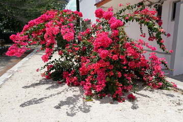red bogenville flowers bloom