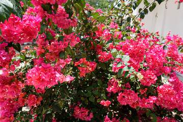 red bogenville flowers bloom