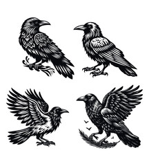 Crow silhouette vector illustrations