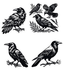 Crow silhouette vector illustrations