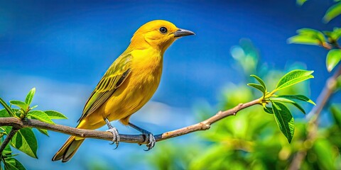 Obraz premium Vibrant Yellow Bird Perched on a Branch in a Lush Green Environment Under Clear Blue Skies