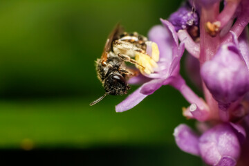 close up of a bee on Liriope muscari