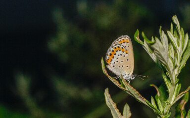 blue adonis butterfly perched on green leaf