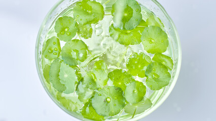 A close-up high angle shot from the gotu kola experiment shows gotu kola branches floating on the surface of a liquid placed on a white table in a laboratory.