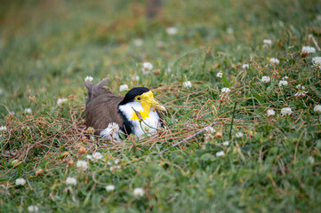 Masked Lapwing on the nest