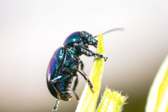 close up of leaf beetle inhabiting on the leaves of wild plants. Altica beetle. Close-up Blue Milkweed Beetles (Chrysochus pulcher)
