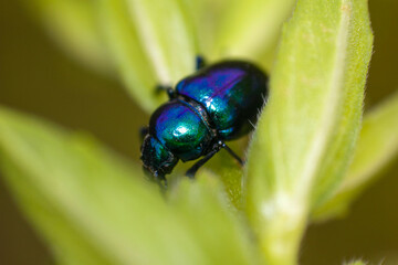 close up of leaf beetle inhabiting on the leaves of wild plants. Altica beetle. Close-up Blue Milkweed Beetles (Chrysochus pulcher)