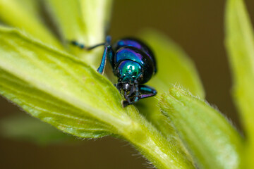 close up of leaf beetle inhabiting on the leaves of wild plants. Altica beetle. Close-up Blue Milkweed Beetles (Chrysochus pulcher)