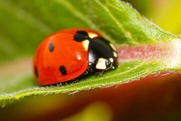 close up of beautiful ladybug perched on green leaf