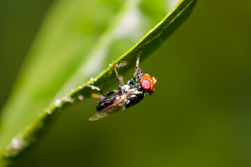 close-up of a fly perched on a green leaf
