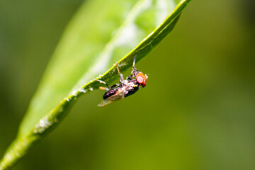 close-up of a fly perched on a green leaf