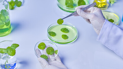 A sample lab image shows a researcher folding gotu kola leaves soaked in solution onto a petri plate and seeing a gotu kola lab setting with all necessary equipment and specimens.