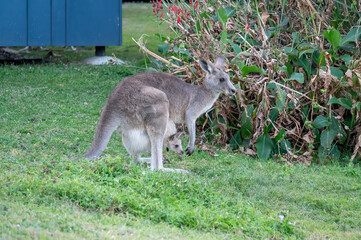 Kangaroos in an urban area