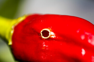 Red chilies with holes are attacked by pests