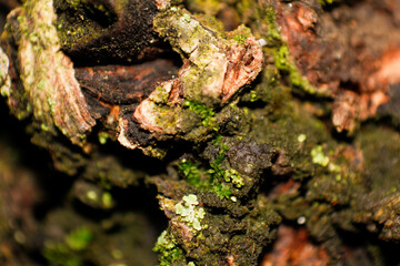 Mossy Texture of oak bark from the Quercus or oak tree as a background. Wooden tree texture.
close up of moss on tree