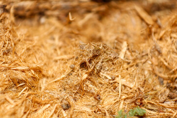 Pile of sawdust, free place for text. Timber industry, sawdust.