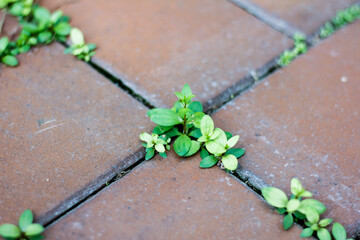 green grass on paving blocks