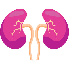 Kidney Illustration