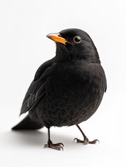 Obraz premium Blackbird isolated on white background