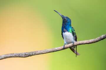 Colibrí Nuquiblanco, White-necked Jacobin, Florisuga Mellivora