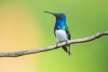 Colibrí Nuquiblanco, White-necked Jacobin, Florisuga Mellivora