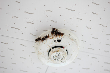wasps congregate on smoke detectors. smoke detector fire alarm detector home safety device setup at...