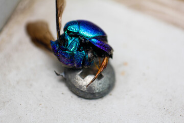 Dead cuckoo wasp isolated on white background