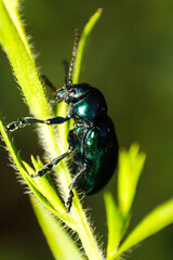 close up of leaf beetle inhabiting on the leaves of wild plants. Altica beetle. Close-up Blue Milkweed Beetles (Chrysochus pulcher)