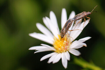 small insects mating on flowers