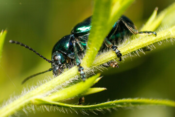 close up of leaf beetle inhabiting on the leaves of wild plants. Altica beetle. Close-up Blue Milkweed Beetles (Chrysochus pulcher)